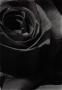   dark rose